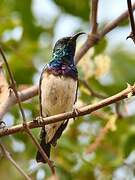 White-bellied Sunbird