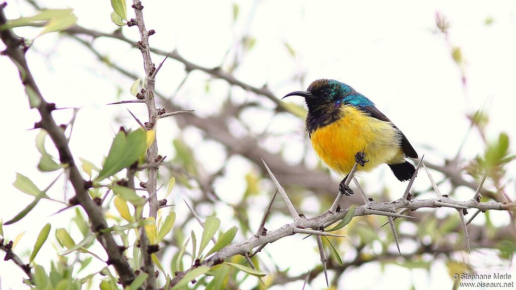 Variable Sunbird male adult