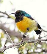 Variable Sunbird