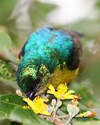 Variable Sunbird