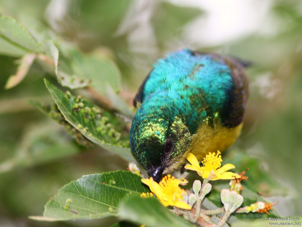 Variable Sunbird