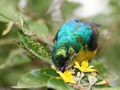 Variable Sunbird