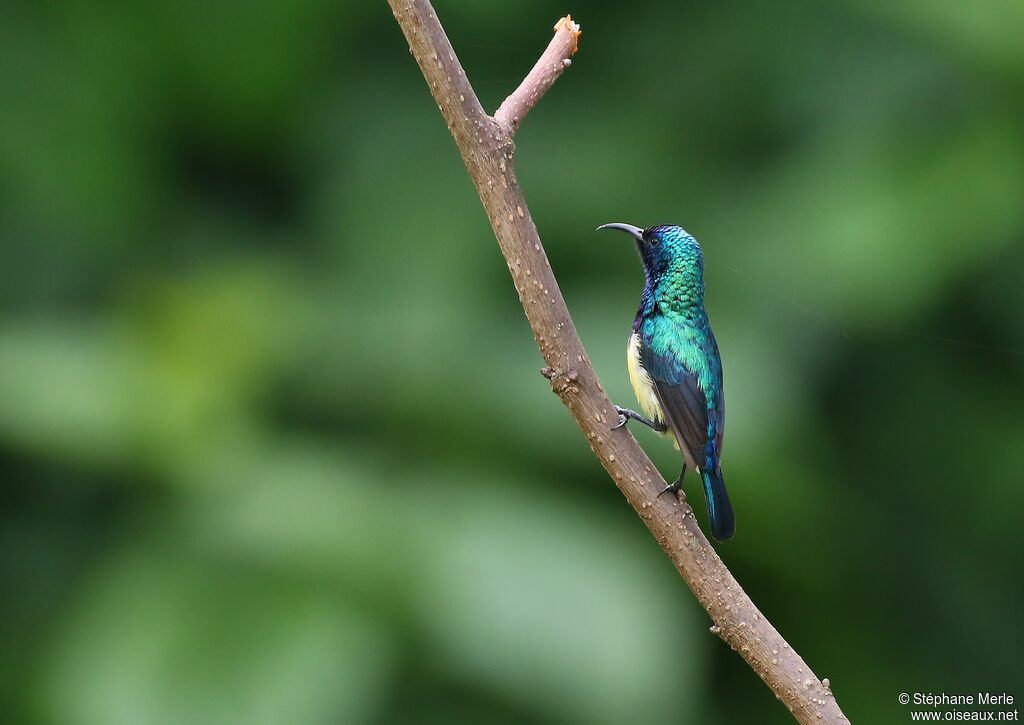 Variable Sunbird male