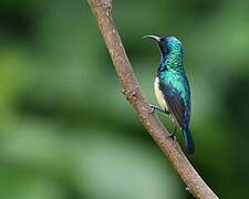 Variable Sunbird