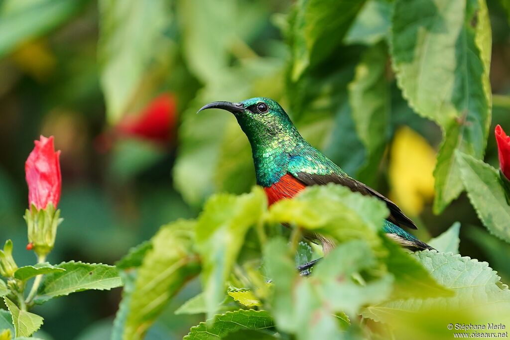 Olive-bellied Sunbird male adult