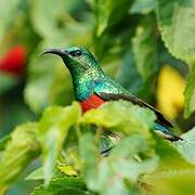 Olive-bellied Sunbird