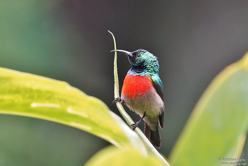 Olive-bellied Sunbird male