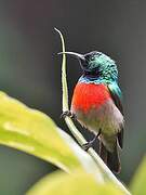 Olive-bellied Sunbird