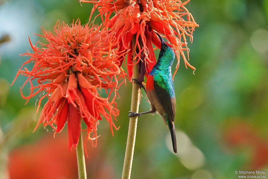 Olive-bellied Sunbird