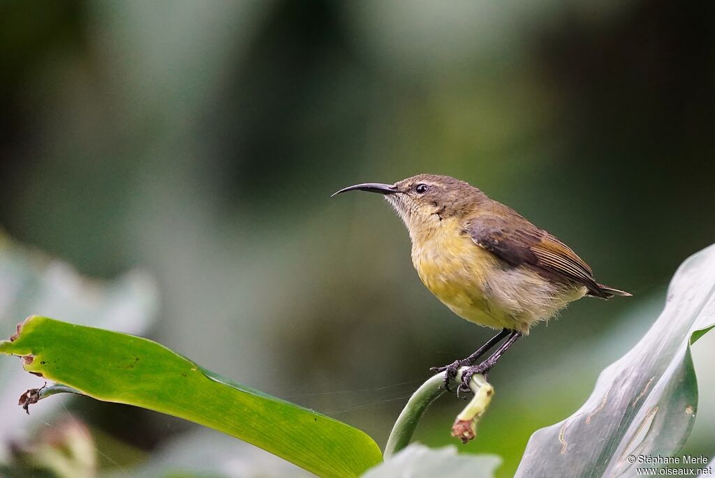 Olive-bellied Sunbird female adult