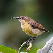 Olive-bellied Sunbird