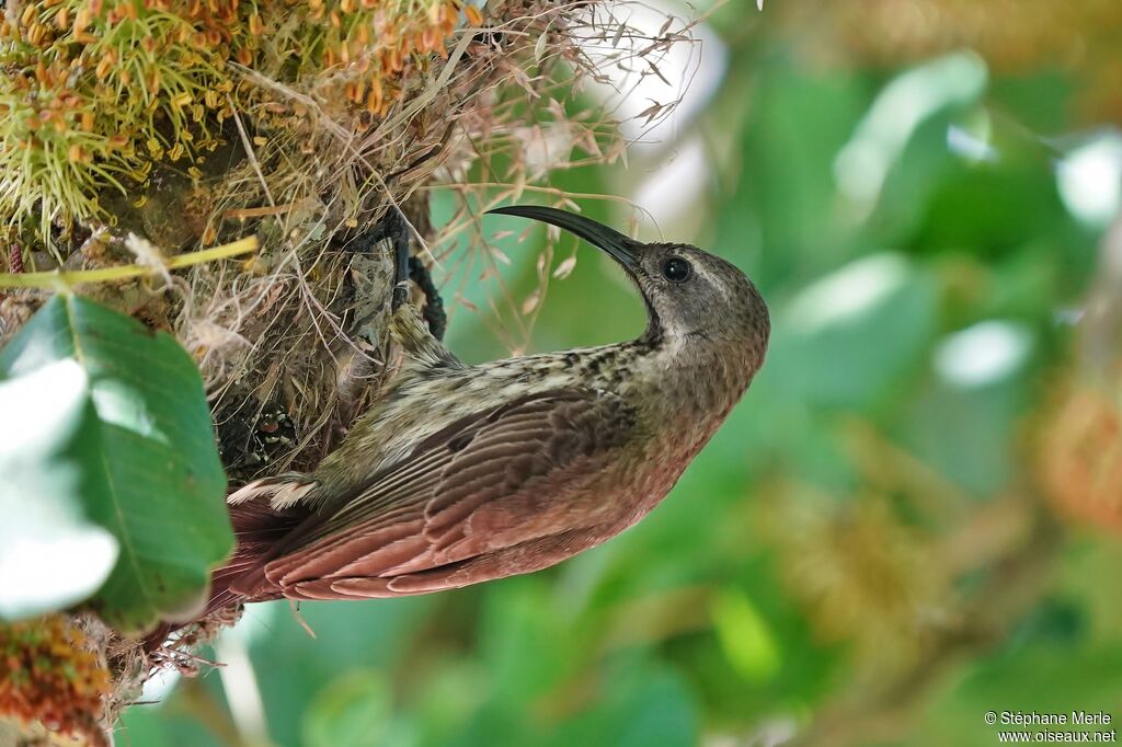 Amethyst Sunbird female adult