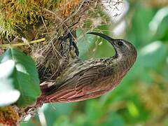 Amethyst Sunbird