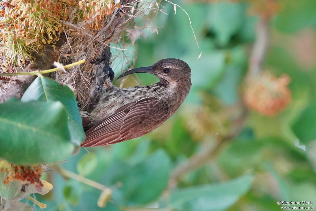 Amethyst Sunbird female, Reproduction-nesting