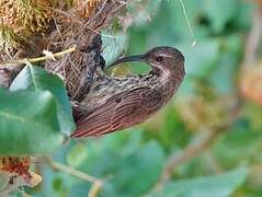 Amethyst Sunbird