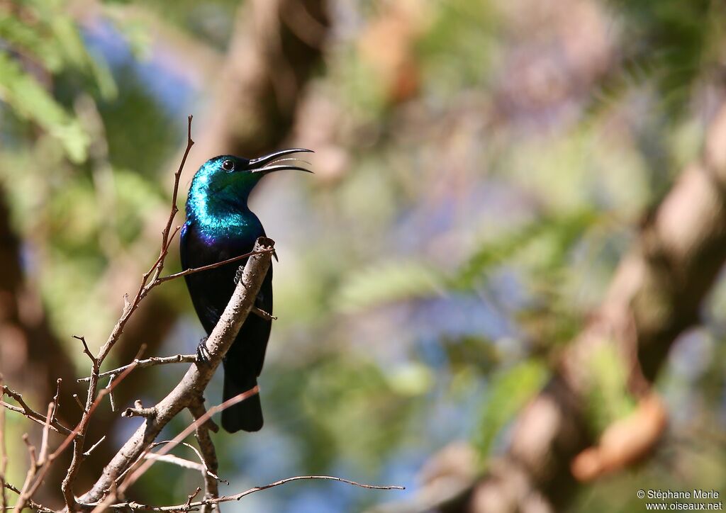 Malagasy Green Sunbird male adult