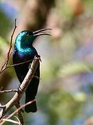 Malagasy Green Sunbird