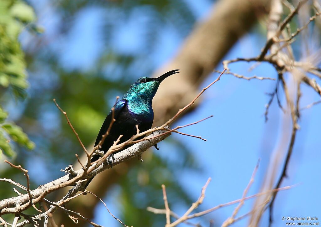 Malagasy Green Sunbird male adult