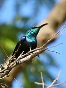 Malagasy Green Sunbird