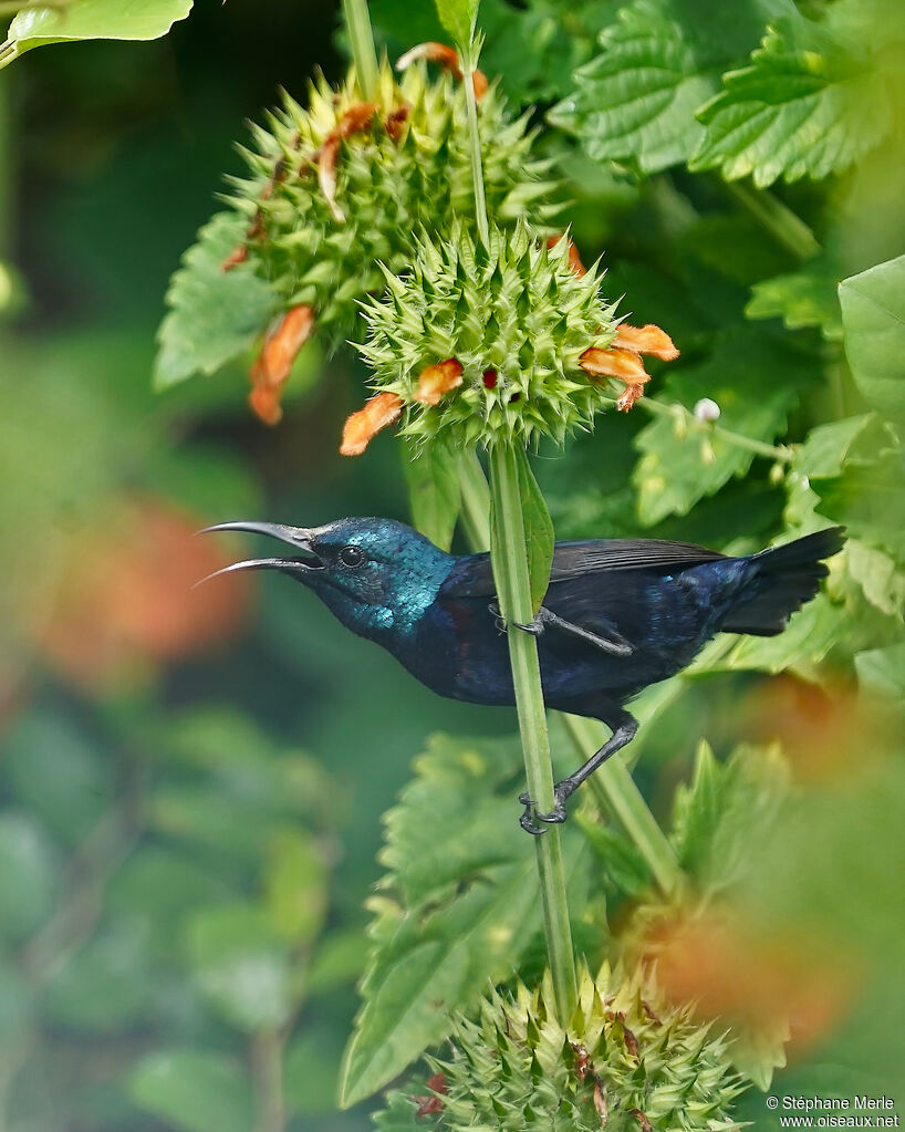 Purple Sunbird male adult