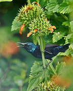 Purple Sunbird