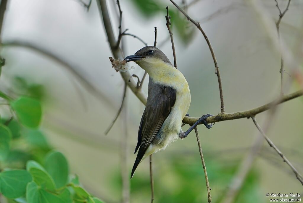 Purple Sunbird female adult