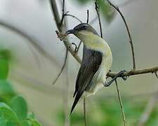 Purple Sunbird