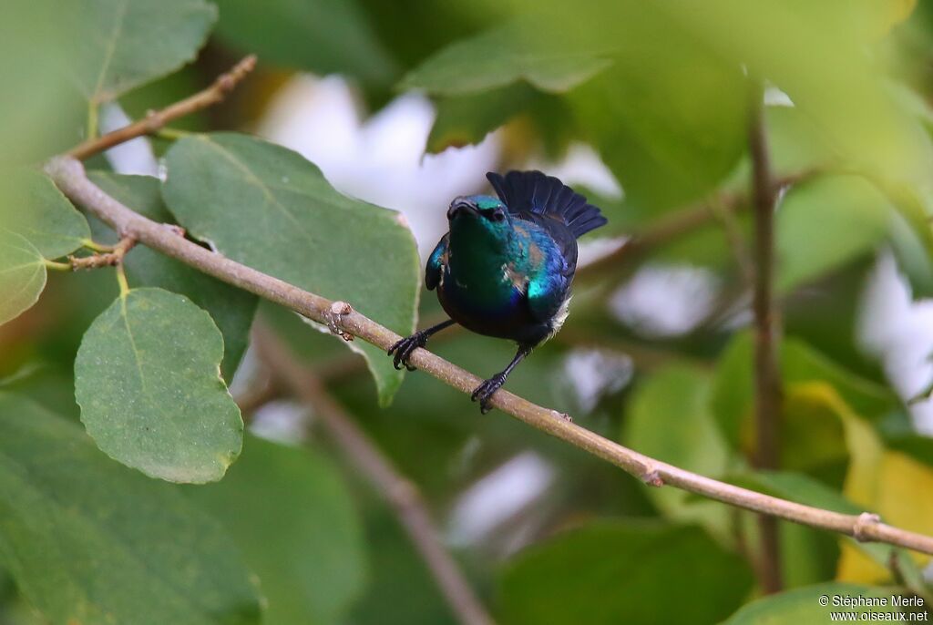 Purple-banded Sunbird