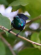 Purple-banded Sunbird