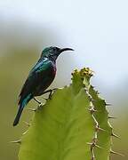 Purple-banded Sunbird