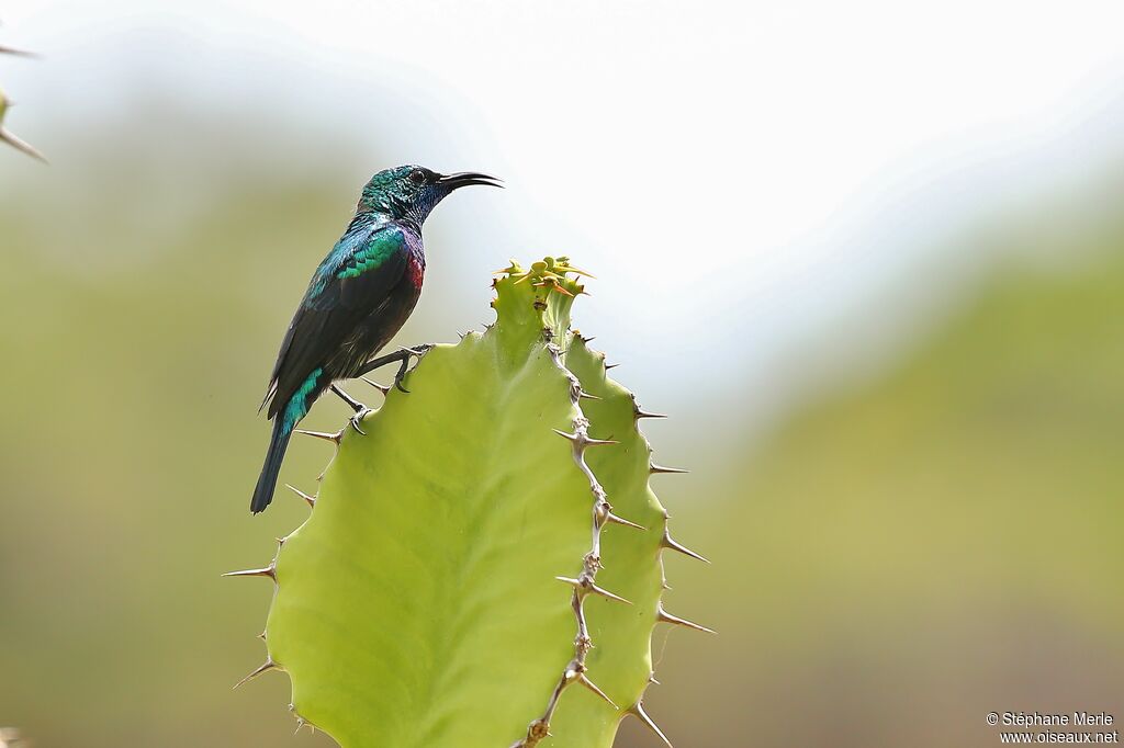 Purple-banded Sunbird male