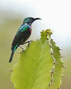 Purple-banded Sunbird