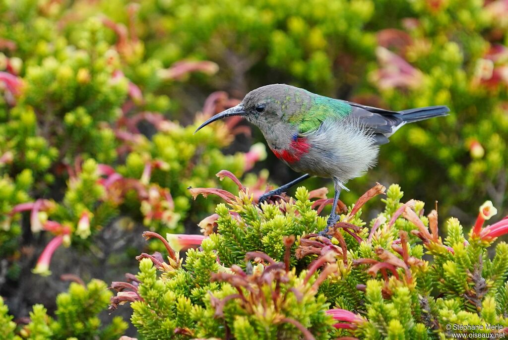 Southern Double-collared Sunbird male adult