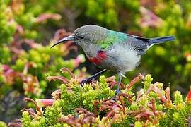 Southern Double-collared Sunbird