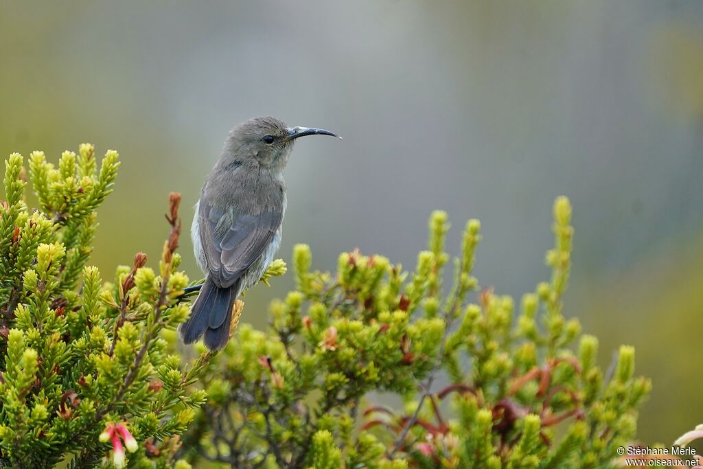 Southern Double-collared Sunbird female adult