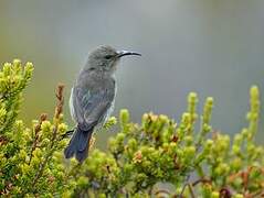 Southern Double-collared Sunbird