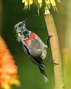 Southern Double-collared Sunbird