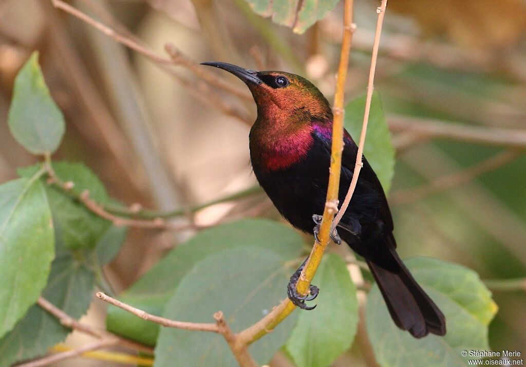 Copper Sunbird male adult