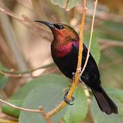 Copper Sunbird