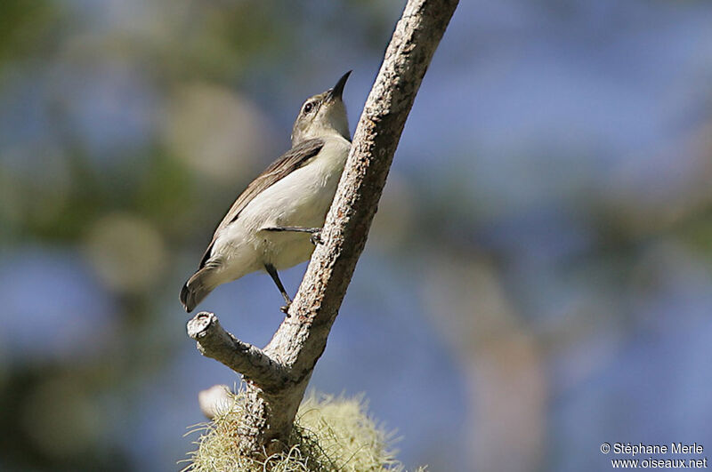 Amani Sunbird female adult