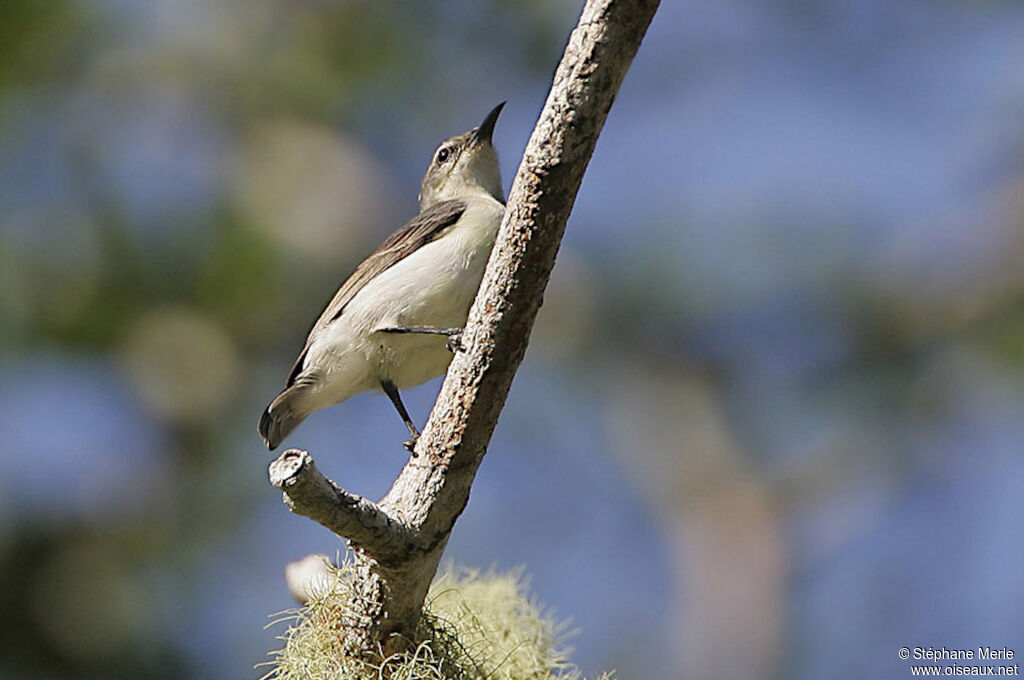 Amani Sunbird female adult