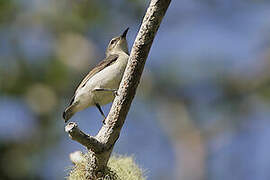 Amani Sunbird