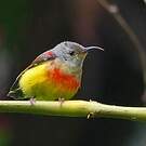 Souimanga de Gould
