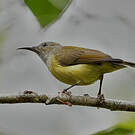 Souimanga de Gould
