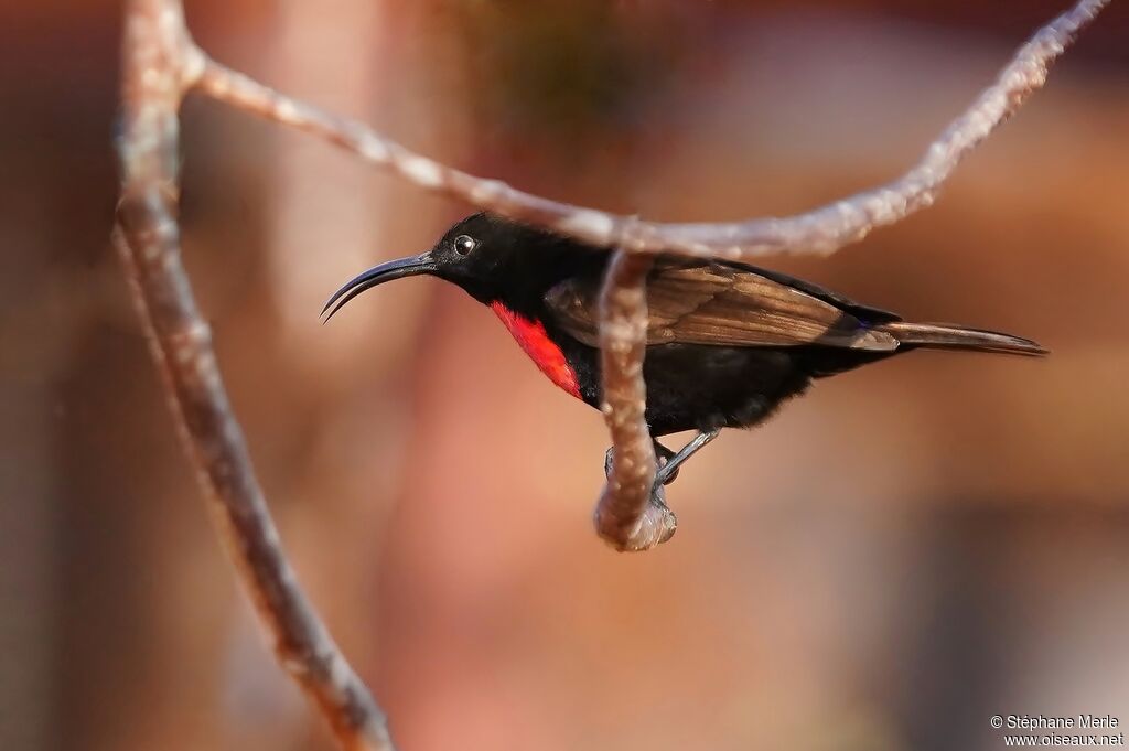 Hunter's Sunbird male adult