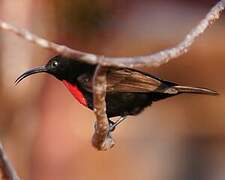 Hunter's Sunbird