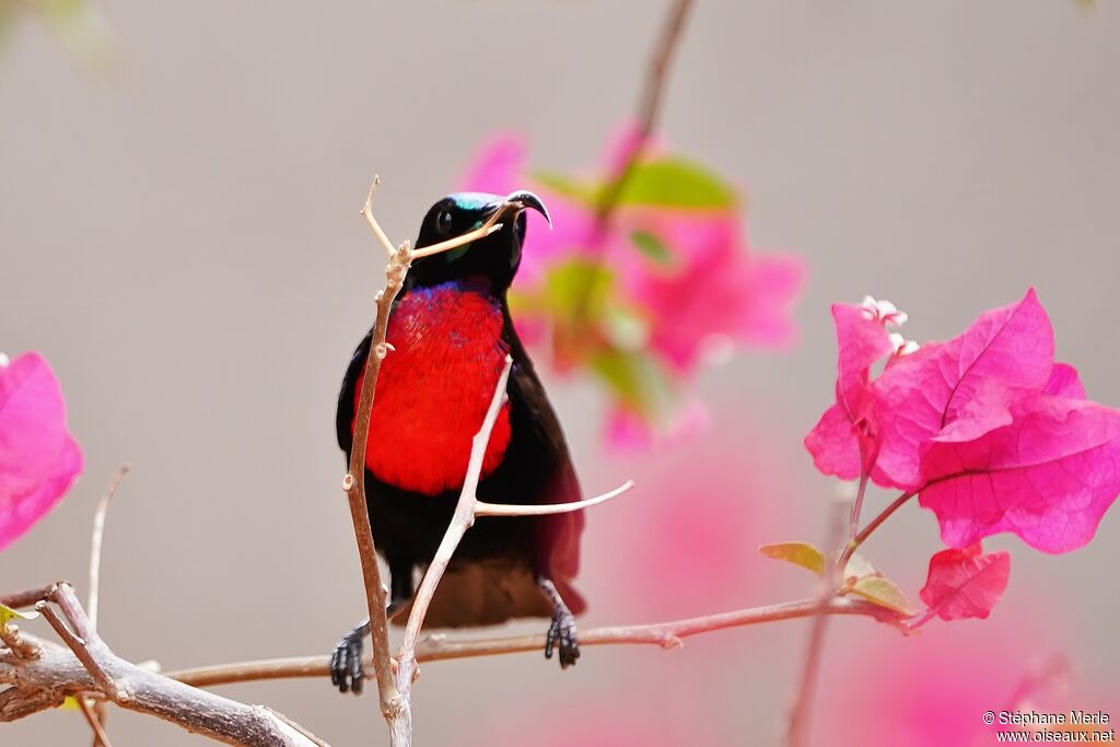 Hunter's Sunbird male adult