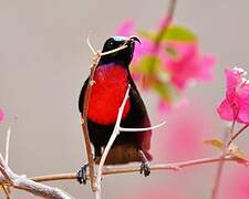 Hunter's Sunbird