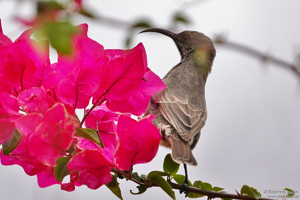 Hunter's Sunbird female adult