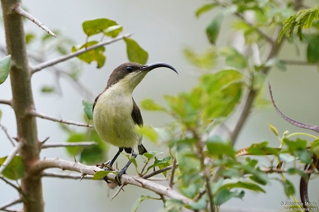 Loten's Sunbird female adult